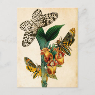 Ceylon Tree Nymph Butterfly & Acherontia Moths Postcard