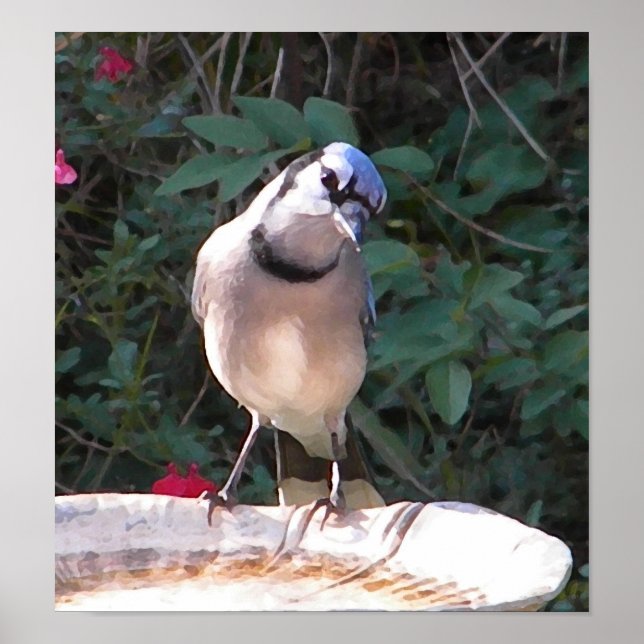 CF- Funny Blue Jay Poster (Front)
