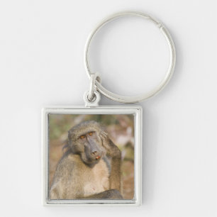 Chacma Baboon (Papio ursinus) scratching its Keychain