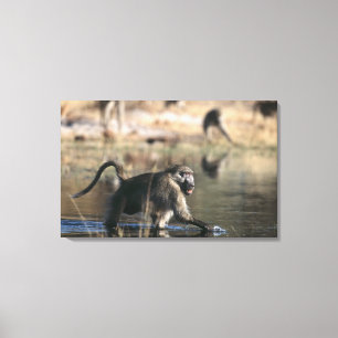 Chacma Baboons (Papio ursinus) walking through Canvas Print