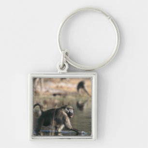 Chacma Baboons (Papio ursinus) walking through Keychain