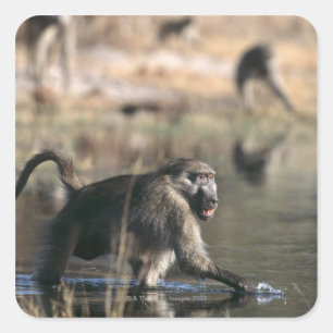 Chacma Baboons (Papio ursinus) walking through Square Sticker