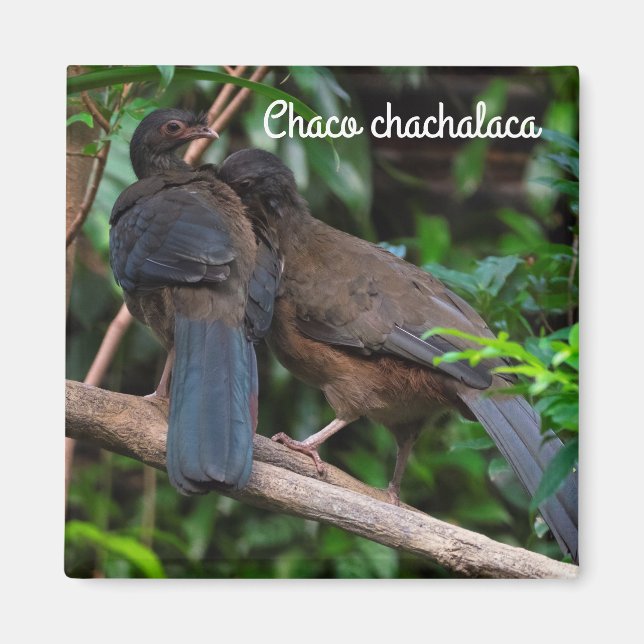 Chaco chachalaca magnet (Front)