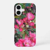 Chaenomeles japonica , Ornamental quince