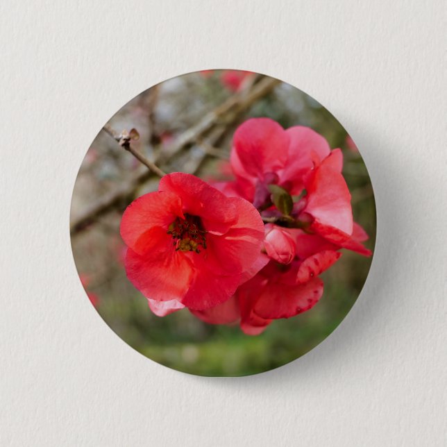 Chaenomeles speciosa Badge 2 Inch Round Button (Front)