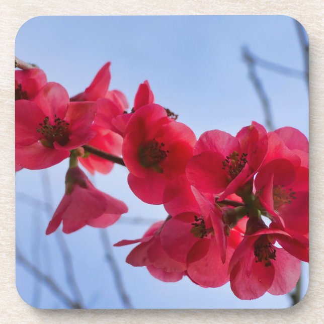 Chaenomeles speciosa coaster (Front)