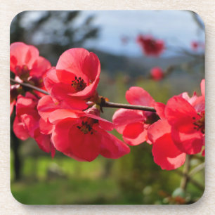 Chaenomeles speciosa coaster