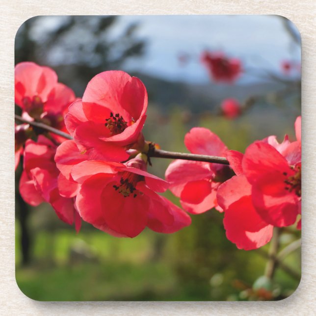 Chaenomeles speciosa coaster (Front)