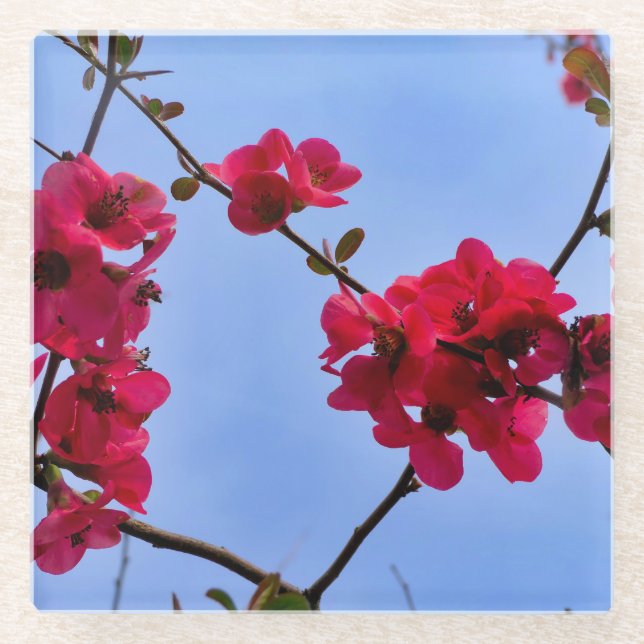 Chaenomeles speciosa glass coaster (Front)