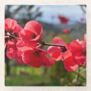 Chaenomeles speciosa glass coaster
