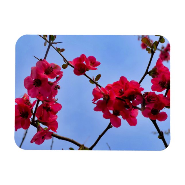 Chaenomeles speciosa magnet (Horizontal)