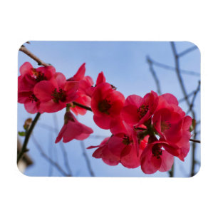Chaenomeles speciosa magnet