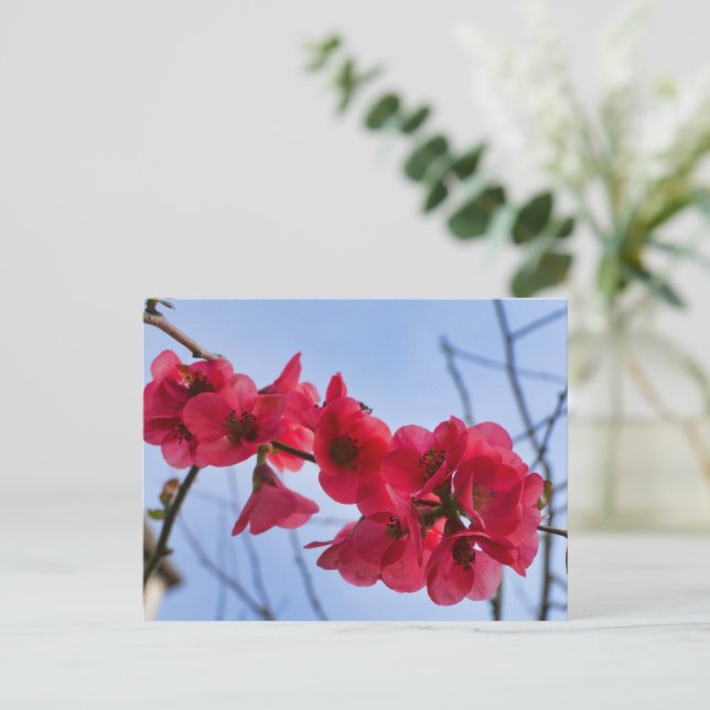 Chaenomeles speciosa postcard (Standing Front)