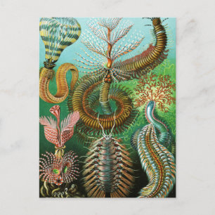 Chaetopoda illustration by Ernst Haeckel Postcard