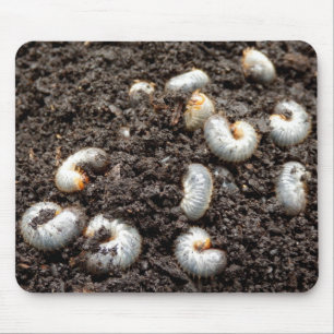 Chafer Larva Mouse Mat