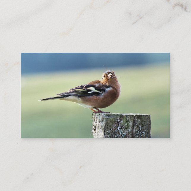 CHAFFINCH BUSINESS CARD (Front)