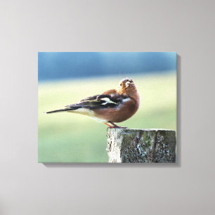 CHAFFINCH CANVAS PRINT
