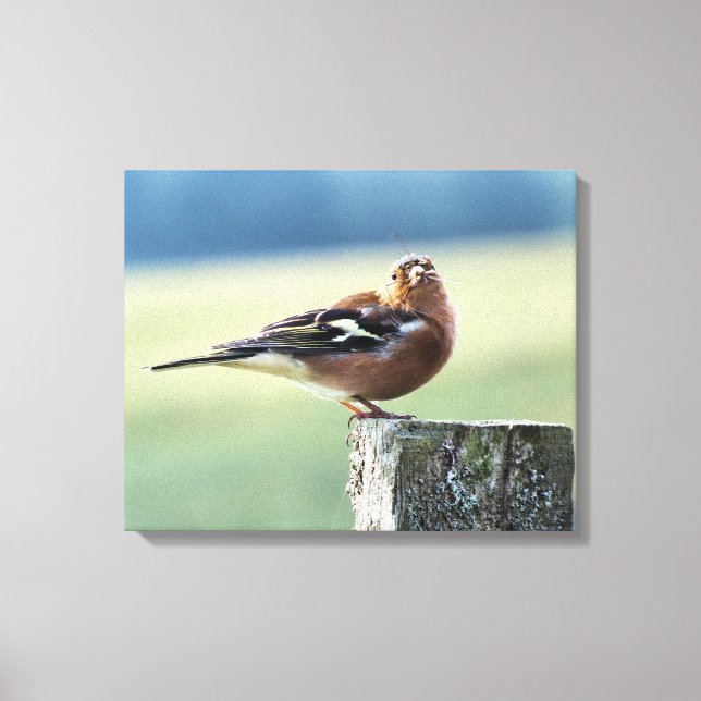 CHAFFINCH CANVAS PRINT (Front)