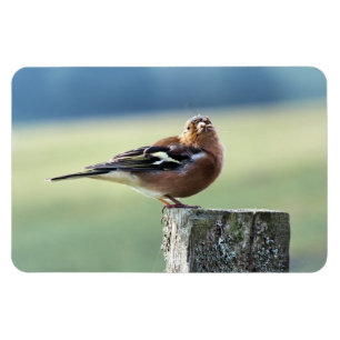 CHAFFINCH MAGNET