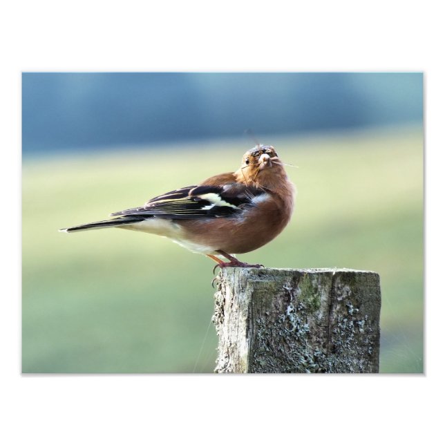 CHAFFINCH PHOTO PRINT (Front)