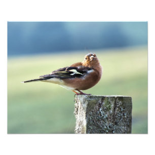 CHAFFINCH PHOTO PRINT
