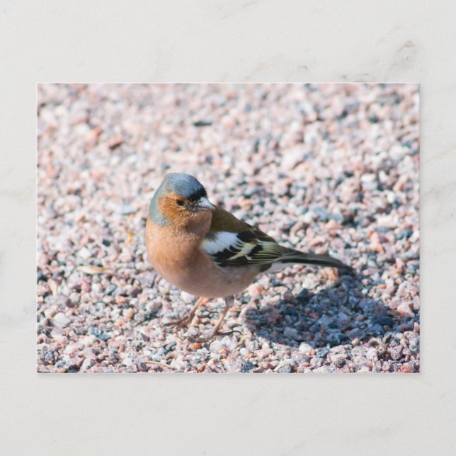Chaffinch Postcard (Front)