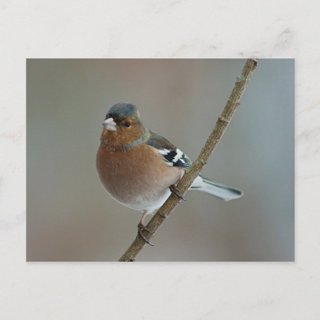 Chaffinch - postcard (Front)