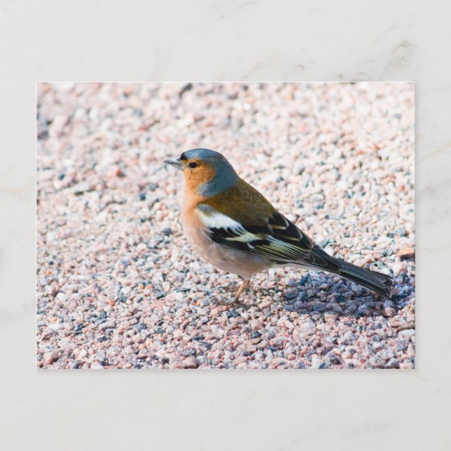 Chaffinch Postcard (Front)