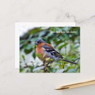 Chaffinch Postcard