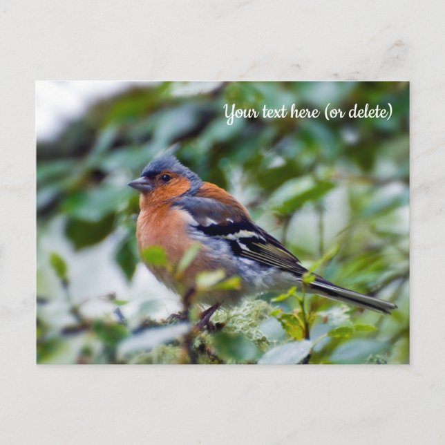Chaffinch Postcard (Front)