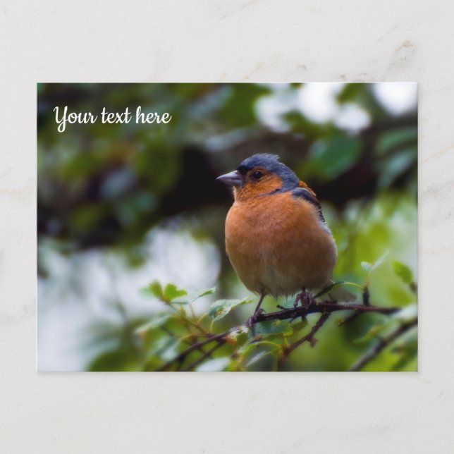 Chaffinch Postcard (Front)