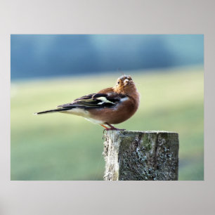 CHAFFINCH POSTER