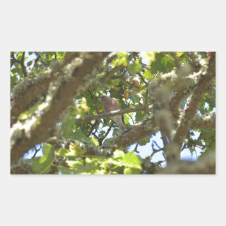 Chaffinch Sticker