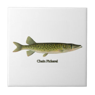 Chain Pickerel Illustration Tile