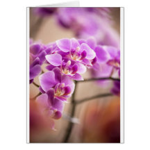 Chaîne de fleur rose-foncé d'orchidée de