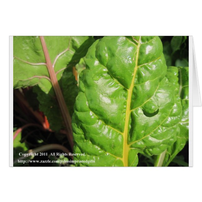 Chaînes suisses (Devant horizontal)