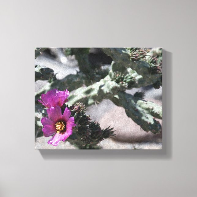 Challa Cactus in bloom Canvas Print (Front)