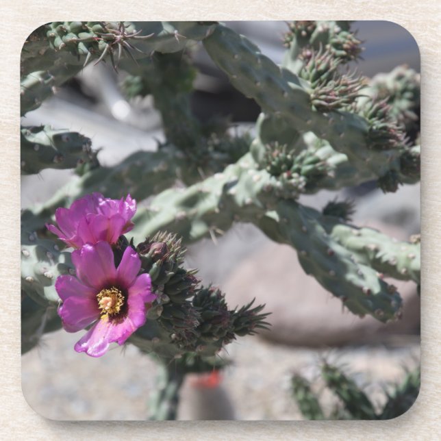 Challa Cactus in bloom Coaster (Front)