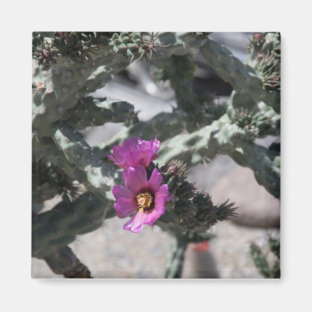 Challa Cactus in bloom  Magnet (Front)