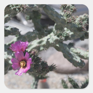 Challa Cactus in bloom Square Sticker