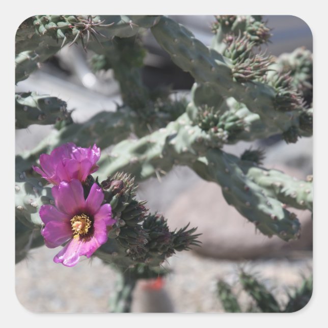 Challa Cactus in bloom  Square Sticker (Front)