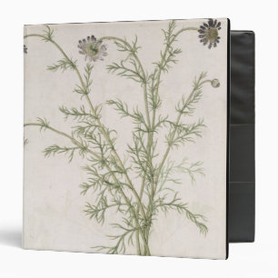 Chamaemelum nobile Allioni, c.1568 Binder