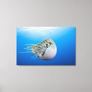 Chambered Nautilus (Nautilus pompilius), Great Bar Canvas Print