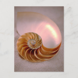 Chambered Nautilus Postcard