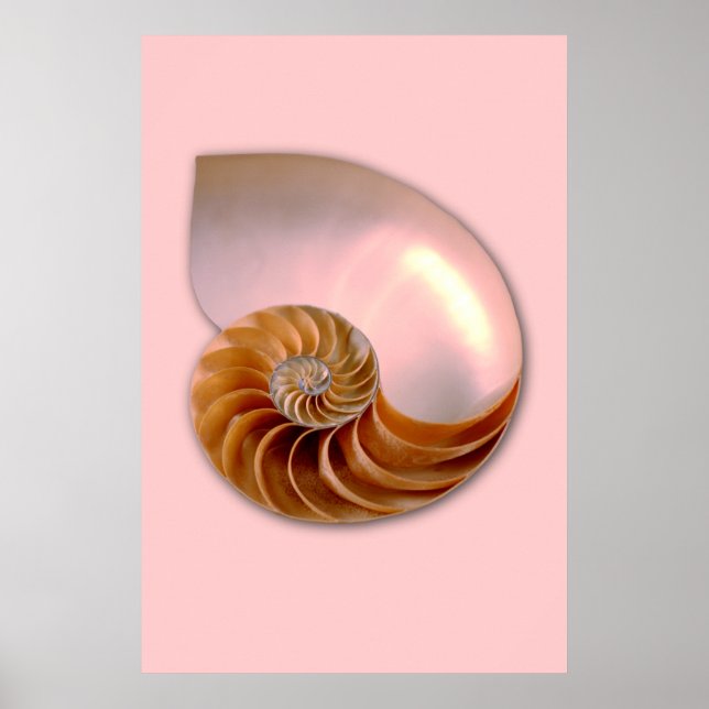 Chambered Nautilus Poster (Front)