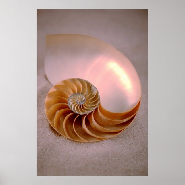 Chambered Nautilus Poster (Front)