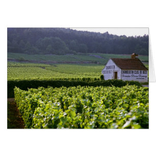 Chambertin Clos de Beze Grand Cru vineyard with