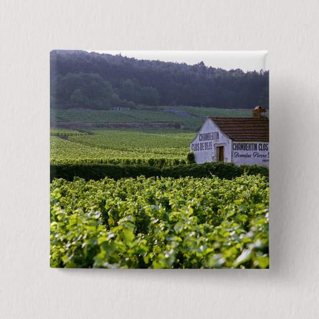 Chambertin Clos de Beze Grand Cru vineyard with 2 Inch Square Button (Front)