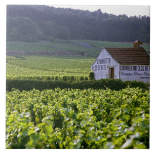 Chambertin Clos de Beze Grand Cru vineyard with Tile