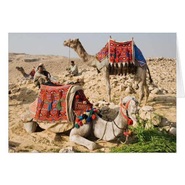 Chameau (Devant horizontal)